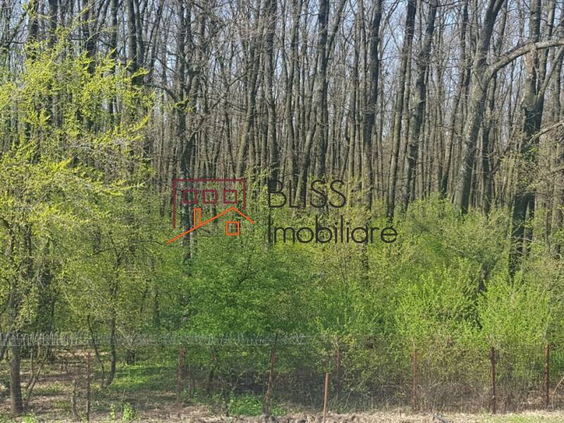 House for Rent Corbeanca, Bucharest / Ilfov - 3 Bedroom - ID:36029 | Bliss Imobiliare / Photo 13 - BLISS Imobiliare