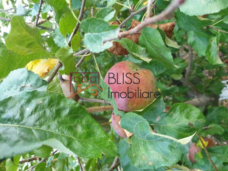 Casa de Vanzare Podgoria - 3 Camere - ID:81451 | Bliss Imobiliare / Photo 7 - BLISS Imobiliare